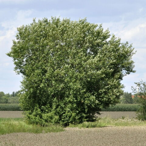 Salix caprea