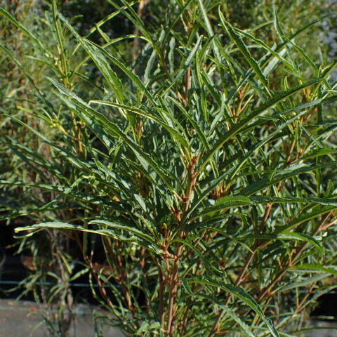 Frangula alnus "Fine Line"