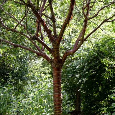 Prunus serrula "Tibetica"