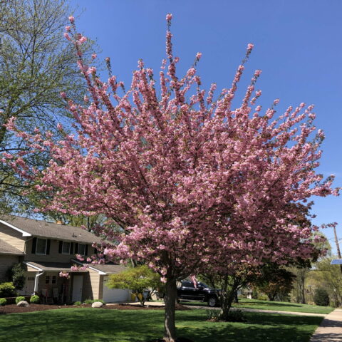 Prunus "Kanzan"