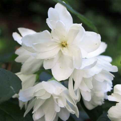 Philadelphus "Snowbelle"