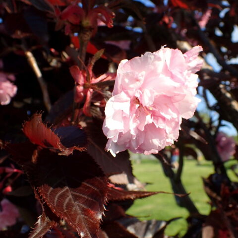 Prunus serrulata "Royal Burgundy"