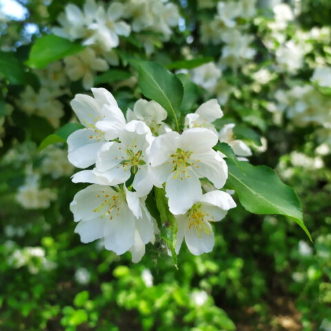 Philadelphus x lemoinei