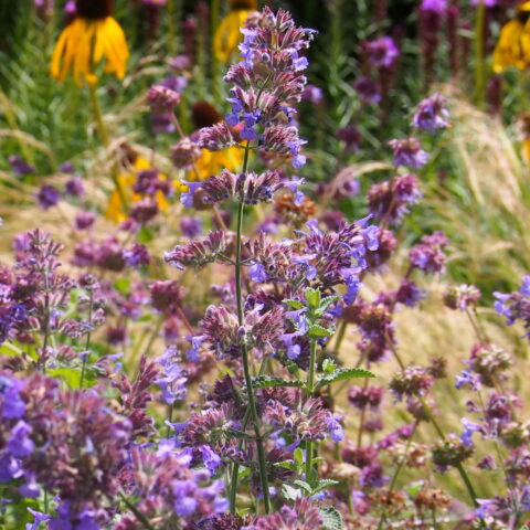 Nepeta xfaassenii "Six Hills Giant"