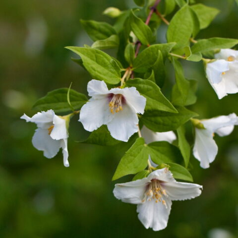 Philadelphus "Belle Etoile"