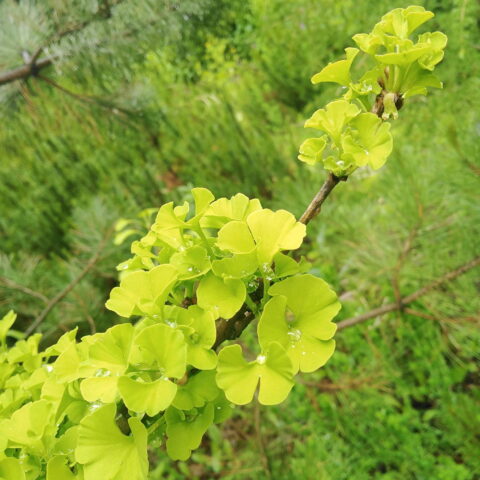 Ginkgo biloba "Mariken"