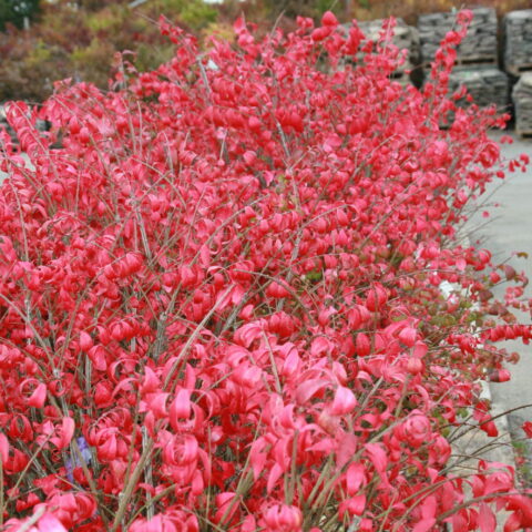 Euonymus alatus "Compactus"