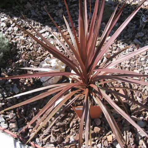 Cordyline australis "Red Star"