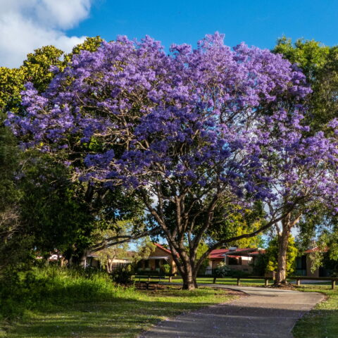 Jacaranda mimosifolia