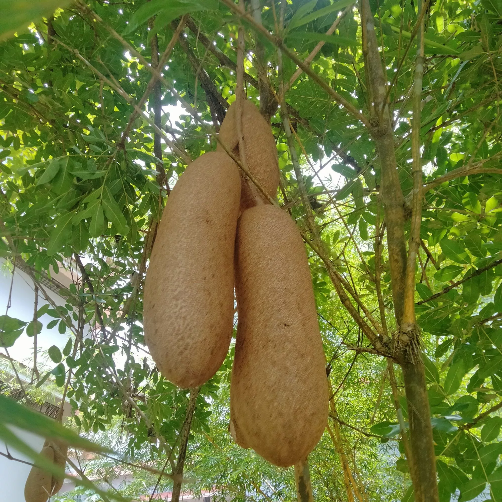 Kigelia africana