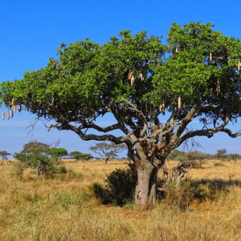 Kigelia africana