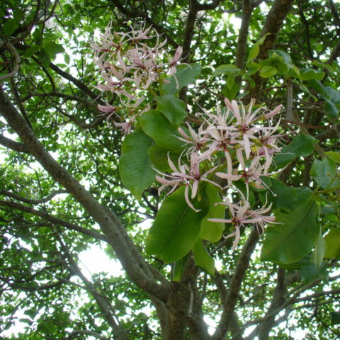 Calodendrum capense