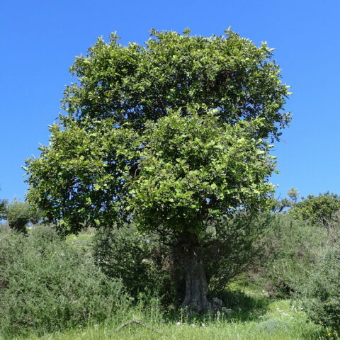 Ceratonia siliqua