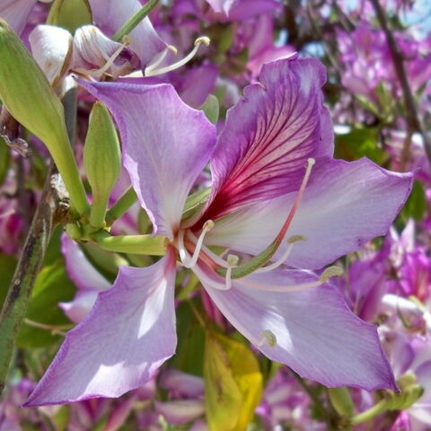 Bauhinia variegata