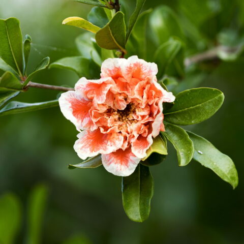 Punica granatum "Legrellei"