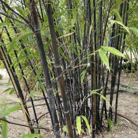Phyllostachys nigra