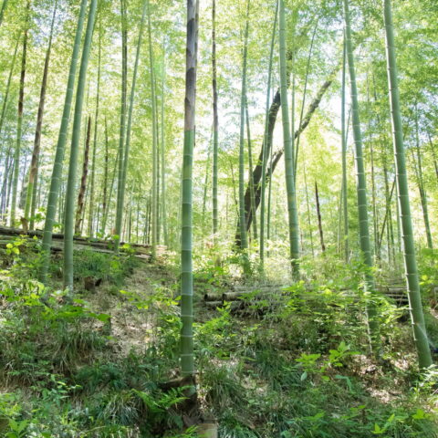 Phyllostachys edulis