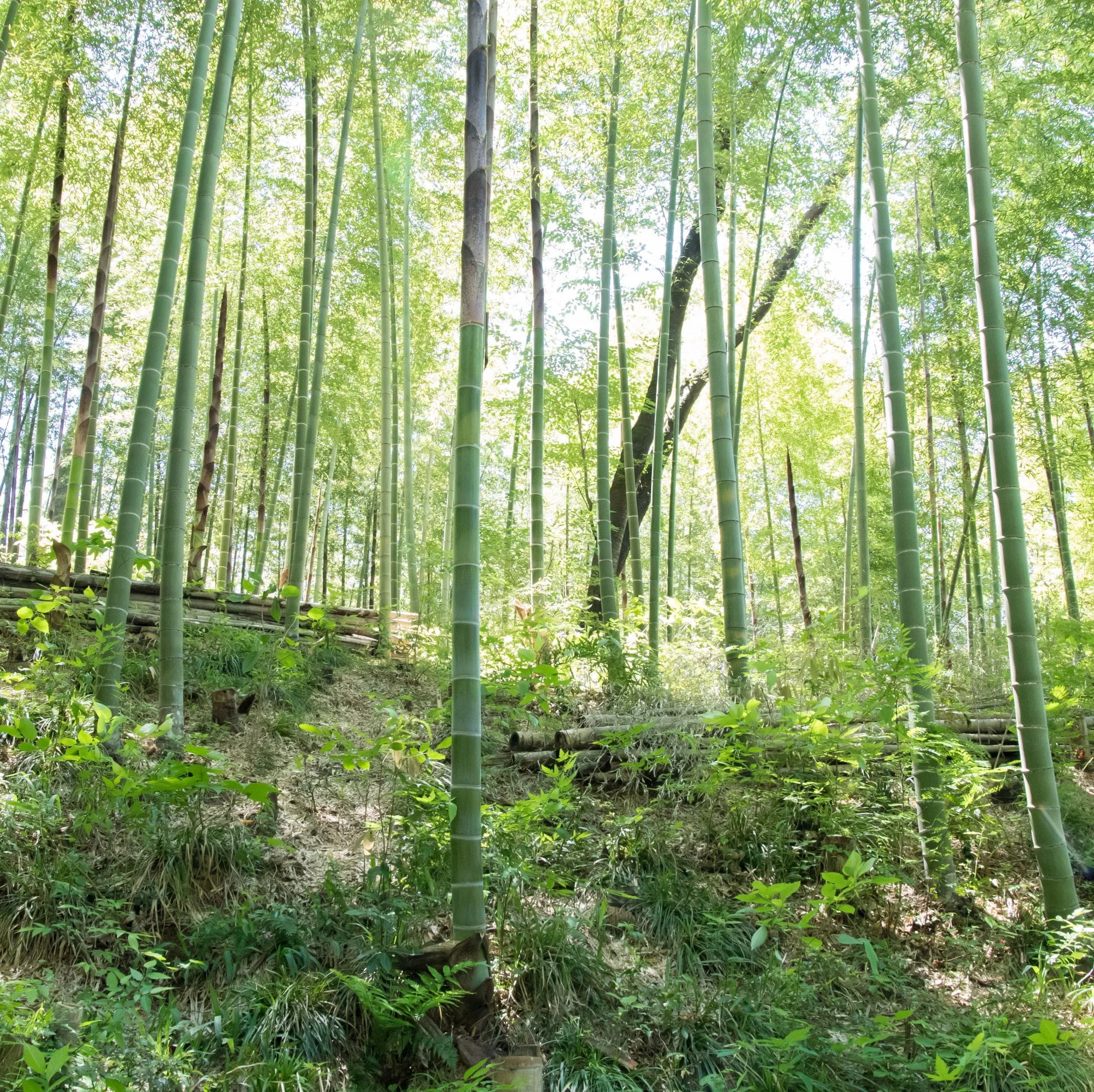 Phyllostachys edulis