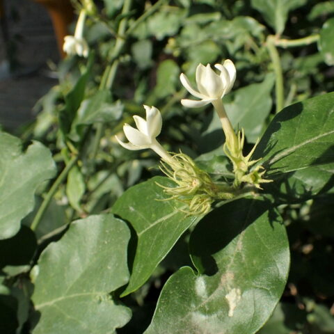 Jasminum sambac