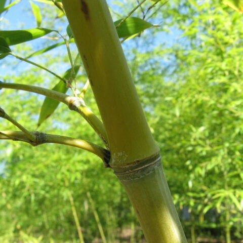 Phyllostachys aurea