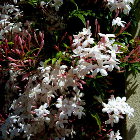 Jasminum polyanthum