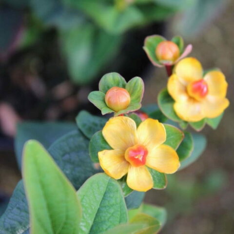Hypericum x inodorum "Magical Lightning"