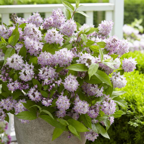 Deutzia "Raspberry Sundae"
