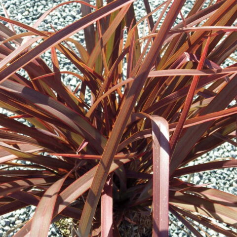 Phormium tenax "Bronze Baby"