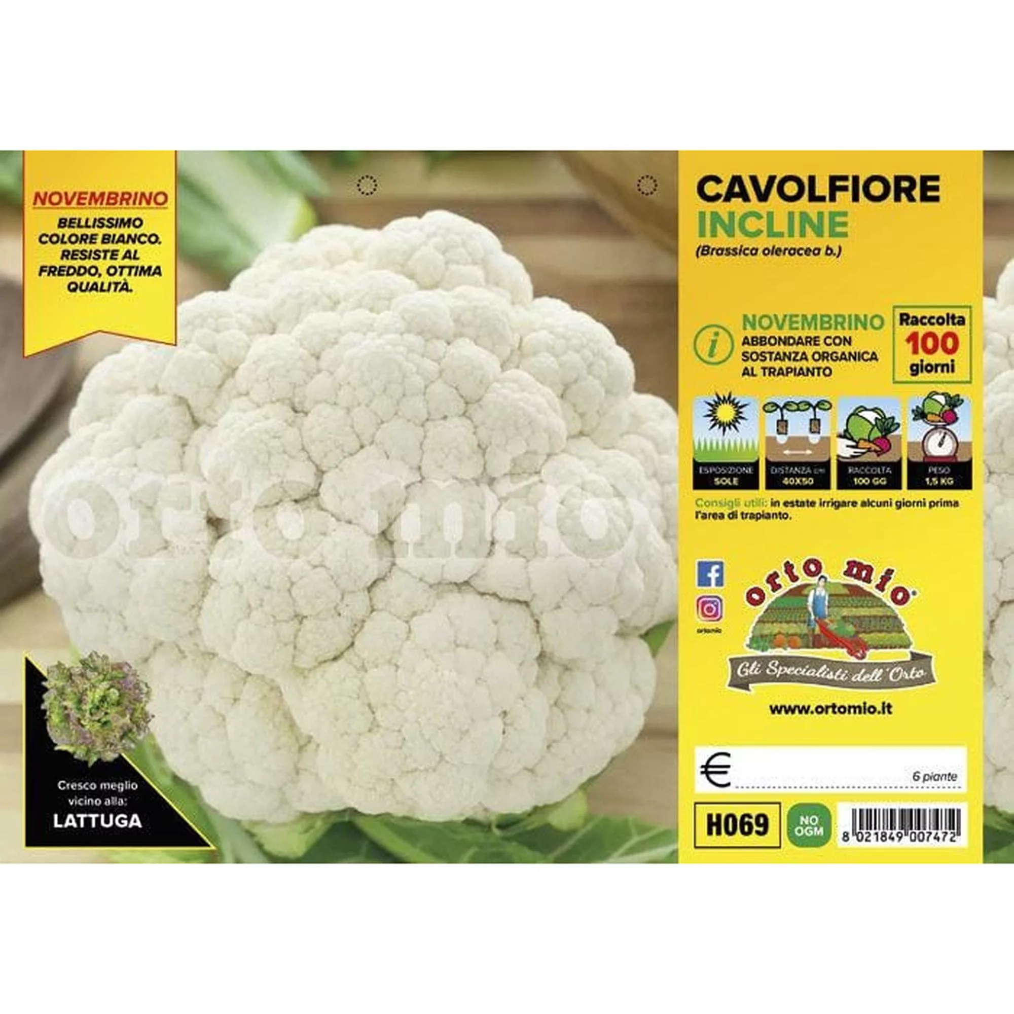 Cavolfiore novembrino "Incline F1"