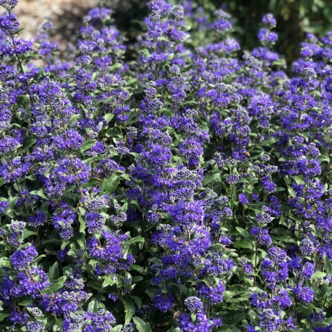 Caryopteris x clandonensis "Beyond Midnight"