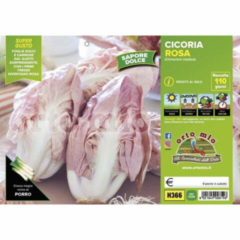 Cicoria e Radicchio rosa del Veneto o Rosa di Verona