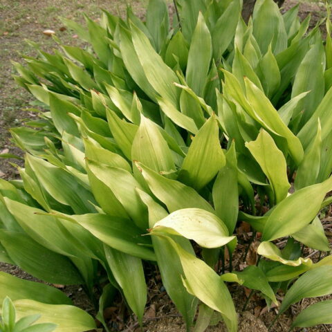Aspidistra elatior (da esterno)