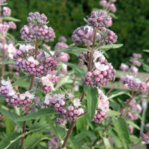 Caryopteris x clandonensis "Stephi"