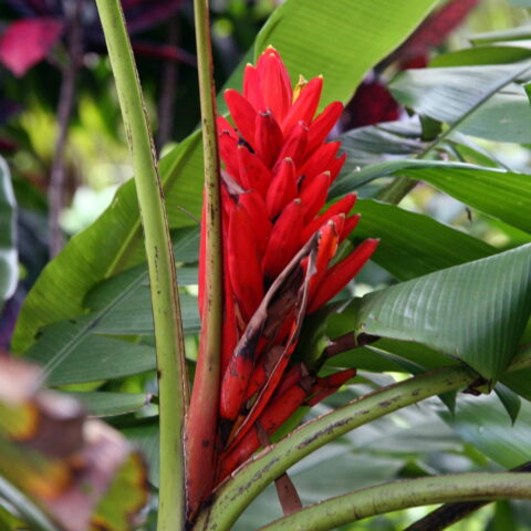 Musa coccinea