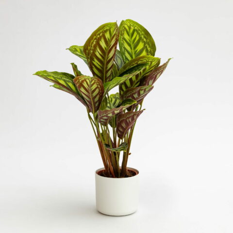Calathea "Flamestar"