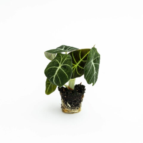 Alocasia reginula Baby Plant