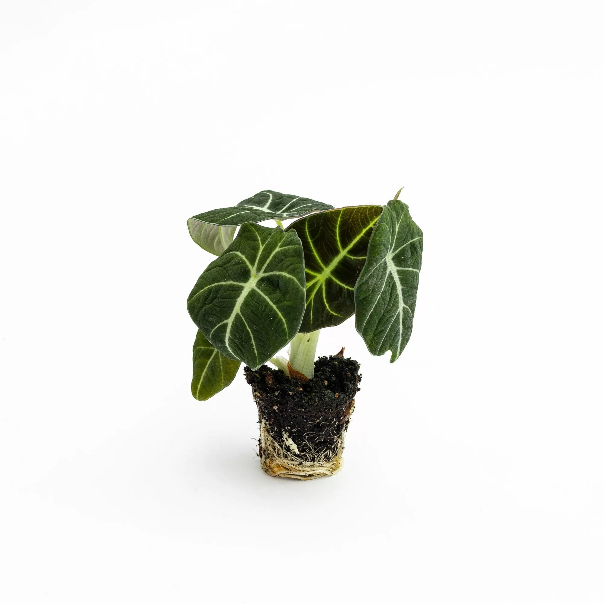 Alocasia reginula Baby Plant