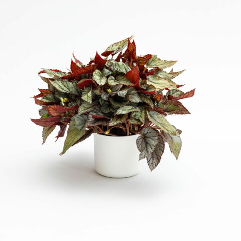 Begonia rex "Arctic Breeze"