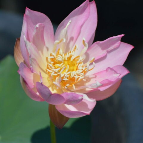 Nelumbo "Rosa"