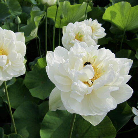 Nelumbo "Bianco"
