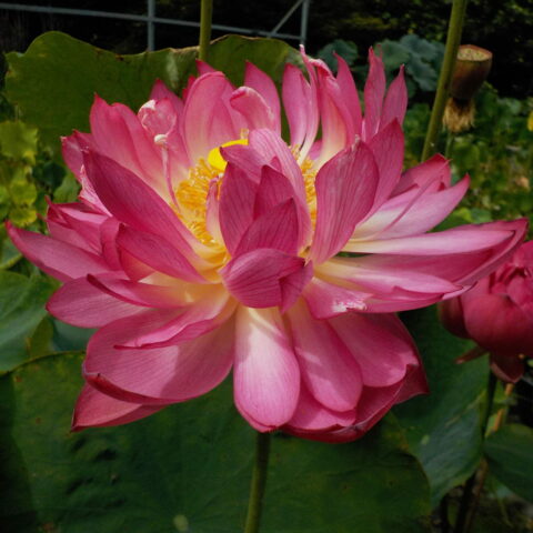 Nelumbo "Rosso"