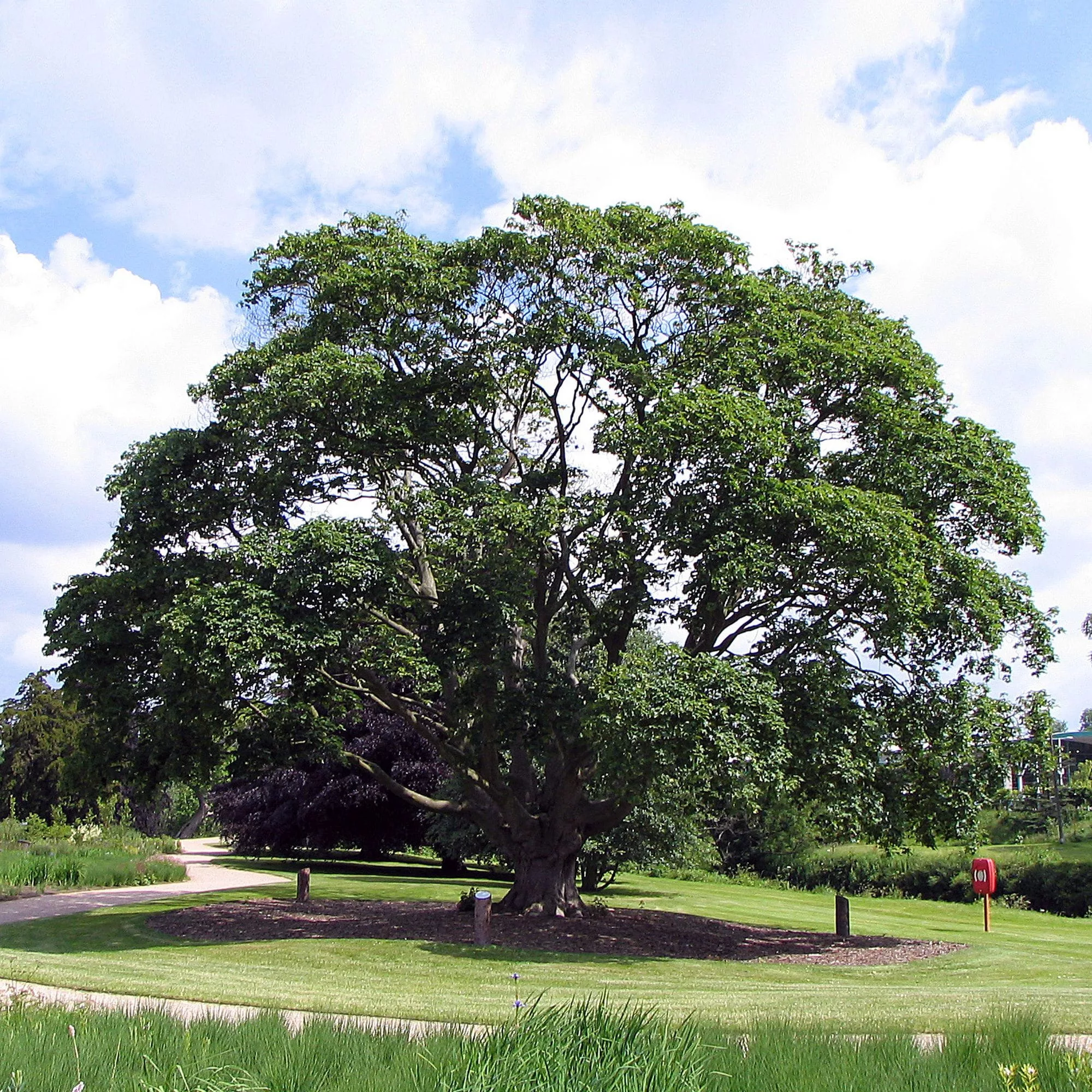 Acer cappadocicum
