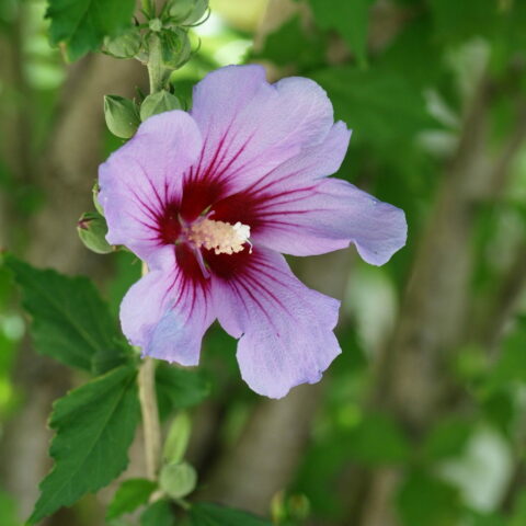 Hibiscus syriacus "Oiseau Bleu"