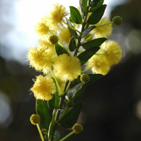 Acacia paradoxa