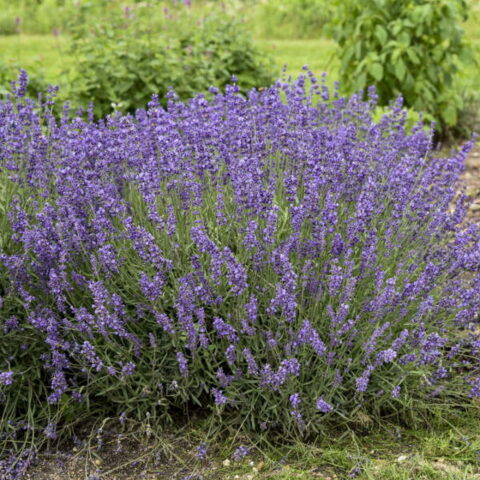 Lavandula angustifolia "Imperial Gem"