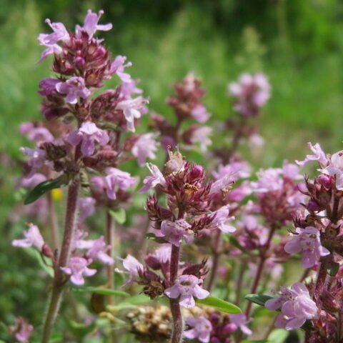 Thymus serpyllum "Terracina"