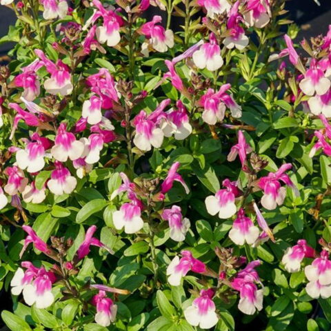 Salvia greggii "Mirage Rose Bicolor"