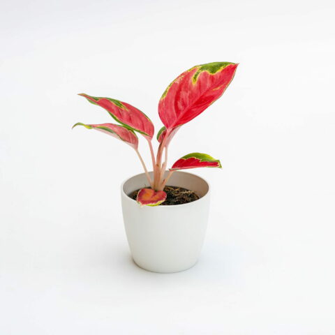 Aglaonema "Red Star" Baby Plant