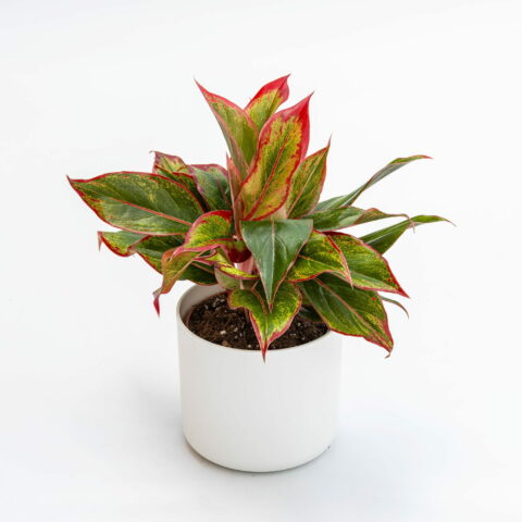 Aglaonema "Crete"