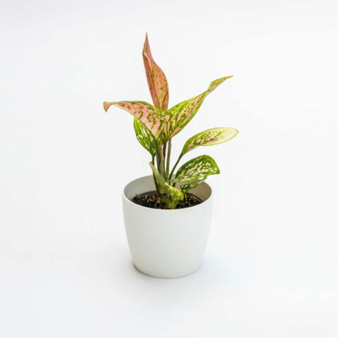 Aglaonema "Cherry Baby" Baby Plant